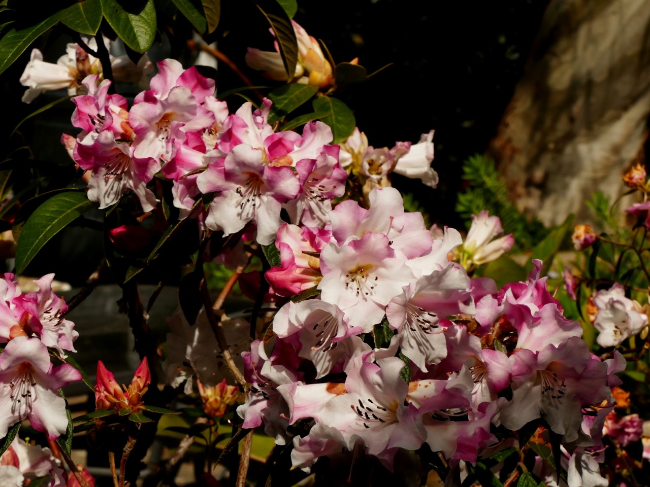 R. edgeworthii AGM